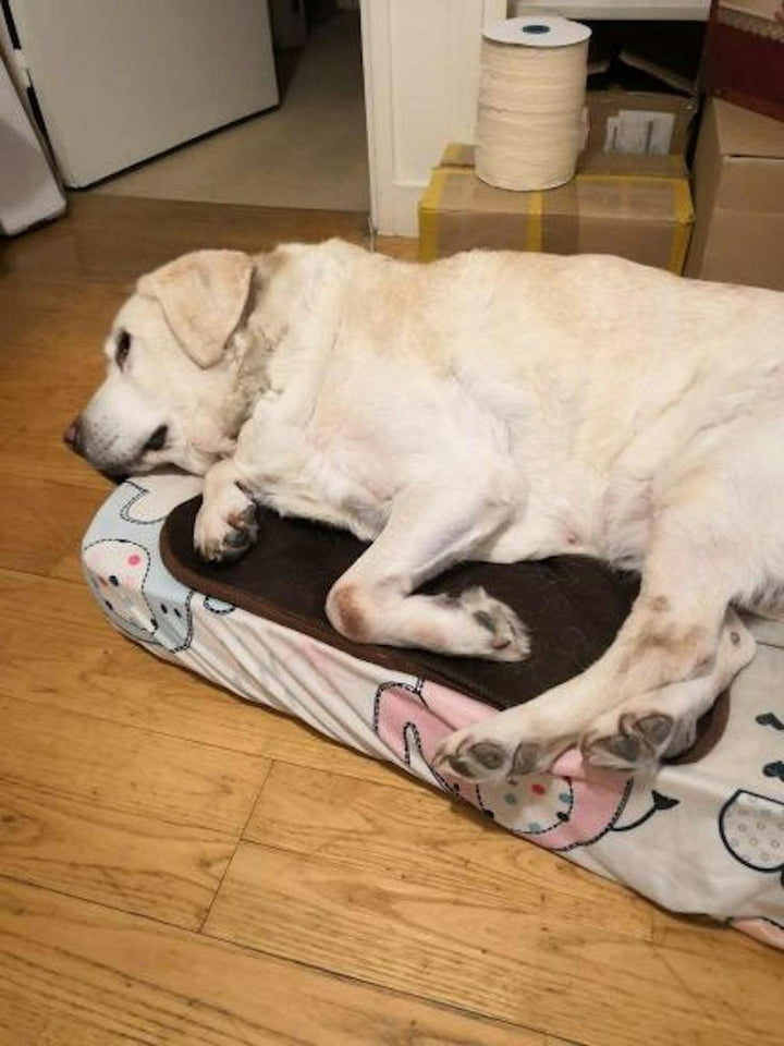 Labrador crème sur Frimouf XL - Rémy D.