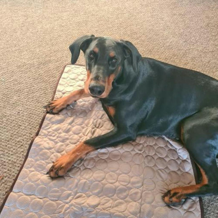 Doberman senior sur Frimouf - Romane B.