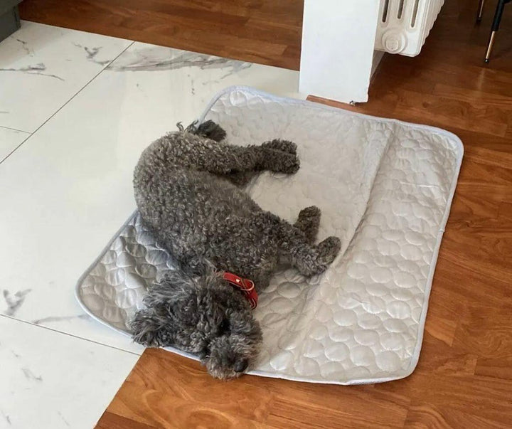 Caniche gris sur Frimouf - Manon T.