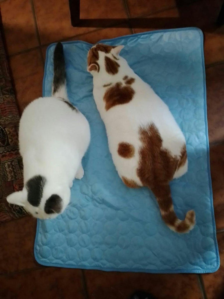 Deux chats sur Frimouf bleu - Claudine V.