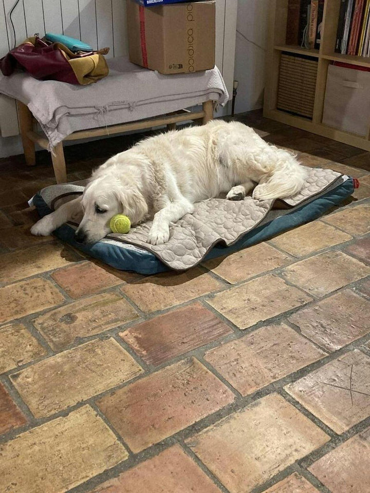 Golden Retriever sur Frimouf - Aline R.